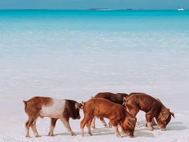 A group of goats grazing on the beach.